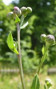 Image result for Tolpis capensis