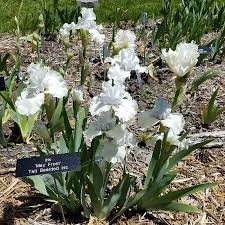 TbMayFrost < TbKthruO < Iris Wiki