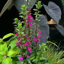Image result for Lobelia trullifolia
