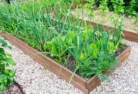 Make sure that your garlic is protected by that thick layer of mulch all winter but in the spring, as green shoots appear, you may move the garlic bulbs should be carefully lifted from the soil to avoid damage. 14 Best Companion Plants For Garlic 6 To Avoid Planting Plant Near