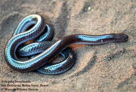 Image result for Triainolepis