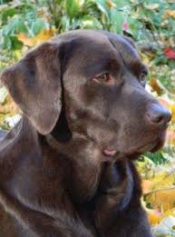 Learn how to potty train a puppy in 6 days for free. April S Akc Labradors Home Facebook