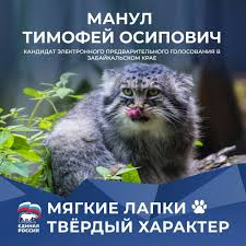 Дикий кот манул принадлежит к царству — животные, типу — хордовые, классу — млекопитающие, отряду — хищные, семейству — кошачьи, подсемейству — малые кошки, роду — кошки. Kot Manul Nameren Uchastvovat V Prajmeriz Ot Zabajkalya Chitamedia
