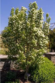 Image result for Chionanthus niloticus