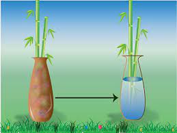 How To Take Care Of Bamboo Plants In Water Bamboo Plant Care Lucky Bamboo Plants Lucky Bamboo Care