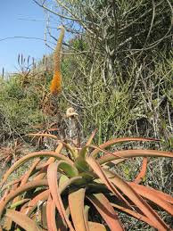 Image result for Aloe spicata