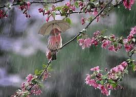 Resultado de imagem para gifs de aves na chuva
