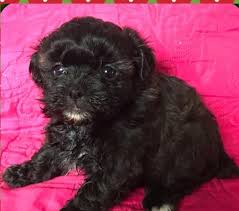 Browse maltipoo puppies for sale from 5 star breeders with uptown puppies. Quality Maltipoo Puppies Houston For Sale In Rosenberg Texas Classified Americanlisted Com
