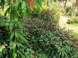 Image result for Excoecaria