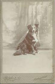 From Bendale Collection Retro Dog Vintage Dog Old Dogs