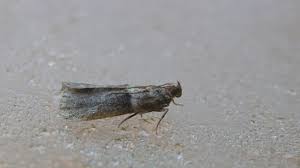 Image result for Cryptoblabes bistriga