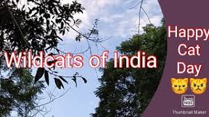 It began in 2002 by the international fund for animal welfare and other animal rights groups to celebrate the most popular pet around the globe. V2lg0dacxxfvvm
