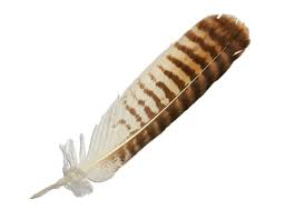Be lovers of freedom and anxious for the fray. Energie Und Bedeutung Der Federn Tierkommunikation Oder Tiertalk Mit Tierkommunikatorin Paloma Bartschi