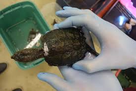 Bakers meadow pond, andover, massachusettsdate: Baby Snapping Turtles To Spend Winter Indoors Waiting For Spring New England Wildlife Center