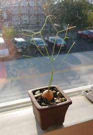 Image result for Schizobasis intricata