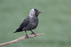 How are they able to find the bread so quickly? How To Attract Crows To Your Backyard Bird Eden