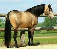 See more ideas about horses, buckskin horse, dun horse. Sooty Buckskin Lusitano Stallion Vandam Des Ocres Photo Laurie Neron Horses Beautiful Horses Horse World