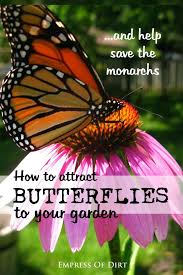 Shop By Category Ebay Attract Butterflies Butterfly Garden Milkweed