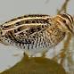 Workshp: Birding the Christmas Bird Count — Santa event image