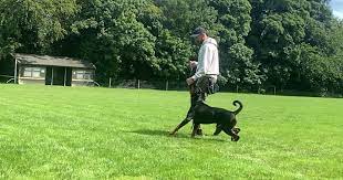 Karma K9 Dog Training and Behaviour