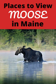 Maybe you would like to learn more about one of these? Where To See Moose In Maine Ourusaadventures Com