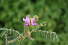 Image result for Tephrosia multijuga