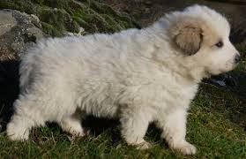 Si vous recherchez des photos d'autres races de chiens, vous pouvez visiter la rubrique races de chiens adultes. Chiot Chien De Montagne Des Pyrenees Elevage De Montagnes Des Pyrenees Du Pic De Viscos