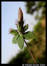 Image result for Blepharis maderaspatensis