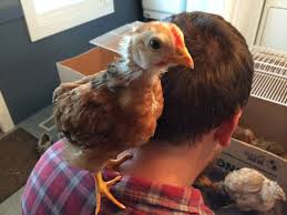 Alibaba.com offers 457 baby chicken food products. Homemade Organic Baby Chick Starter Feed Recipe Corn Free And Soy Free Whole Fed Homestead