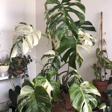 Monstera_mike brings home a rare monstera thai constellation. Monstera Thai Constellation North East Victoria Plants