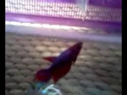 How To Train Your Betta Fish To Jump Really High Taking Food From My Hand Betta Fish Betta How To Train Your