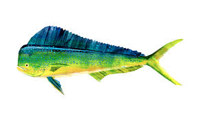 Screen Shot 2012 06 10 At 8 08 22 Pm Fish Illustration Fish Drawings Fish Art