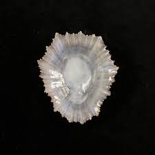 Image result for Patella aspera