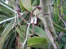Image result for Ceropegia rendallii