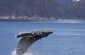 Find the perfect orca whale jumping out of water stock photo. Scientists Finally Figure Out Why Whales Like To Jump Out Of The Water Discover Magazine