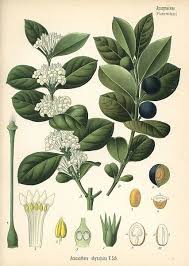 Image result for Acokanthera schimperi