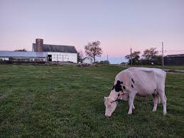 While i know there are lots of cattle breeds that are brown in color, ranging from a light creamy brown to rich, dark chocolate, my favorite is the jersey cow. Dairy Cows American Dairy Association North East