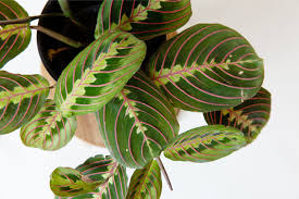 Image result for Maranthes floribunda