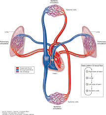 The Circulatory System Junqueiras Basic Histology Text