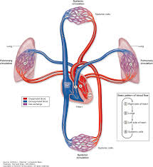 Blood Pathway Diagram Catalogue Of Schemas