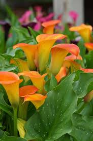 Zantedeschia Brunello Schone Blumen Gartenkalender Pflanzen