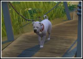 How to reduce dander in your home. Littlemssam S Sims 4 Mods No Sick Dirty Sad And Hungry Cats Dogs Npcs