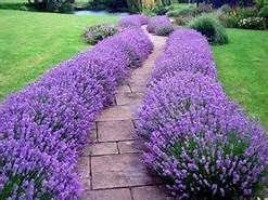 Florida Plants Full Sun Low Growing Landscaping With Lavender Lavender Hidcote Lavender Garden