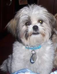 Black And White Maltese Shih Tzu Puppy Pin On Puppies