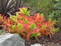 Image result for Crassula alticola