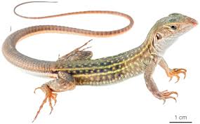 Image result for Dicoma galpinii