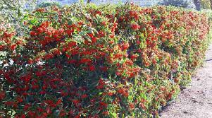Check spelling or type a new query. 21 Evergreen Shrubs With Pictures For Front Or Backyard