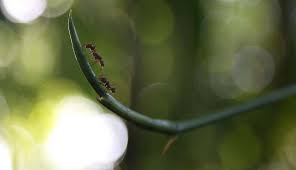 We did not find results for: Does Cornmeal Kill Ants Or Is It Just An Urban Legend