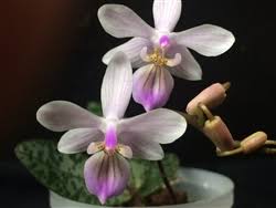 Image result for Disa equestris
