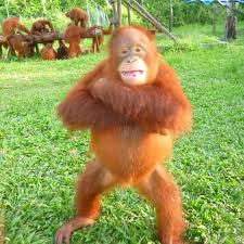 Speakers who innovated the form orangutang after hearing orangutan would have constructed a lexical entry that does not generate the surface form they were exposed to. Michelle Desilets Orangutans Twitter